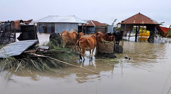 তিস্তা, ব্রহ্মপুত্র ও ধরলার পানি বিপৎসীমার ওপর