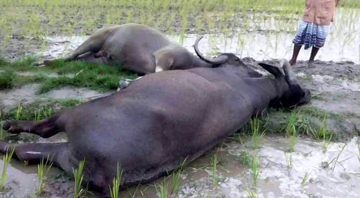 বজ্রপাতে দুই মহিষসহ রাখালের মৃত্যু