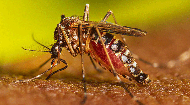 ডেঙ্গুতে ৩০০ ছাড়াল মৃত্যু