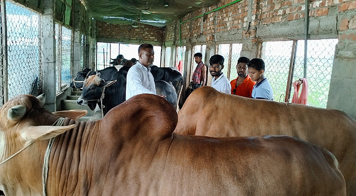 শেরপুরে ৩৫০ কোটি টাকার কোরবানির পশু প্রস্তুত