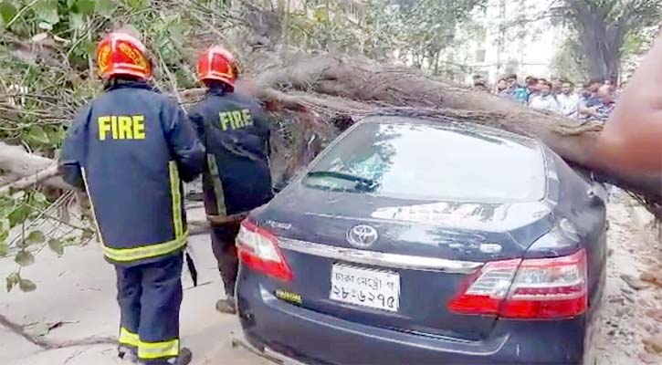 রাজধানীতে প্রাইভেট কারের ওপর ভেঙে পড়ল গাছ