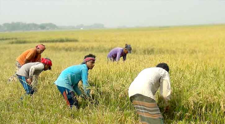 হাওরে ৭০ শতাংশ বোরো ধান কাটা হয়েছে : কৃষি মন্ত্রণালয়