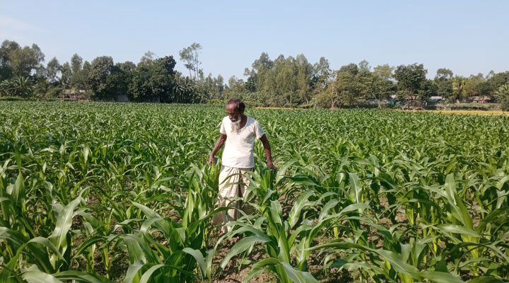 ভুট্টা চাষে আগ্রহী হচ্ছেন চরাঞ্চলের প্রান্তিক কৃষকেরা