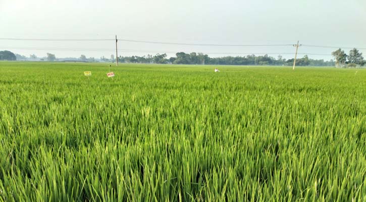 আমনের পাতায় পাতায় উঁকি দিচ্ছে কৃষকের স্বপ্ন