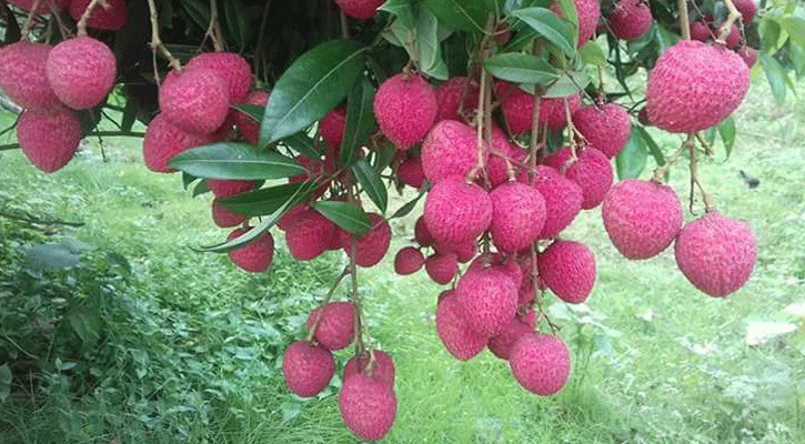 গরমে তৃপ্তি দেবে লিচুর স্কোয়াশ