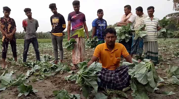 কপি ক্ষেত ও কলার কাঁদি কেটে তছরুপ, কৃষকের কান্না