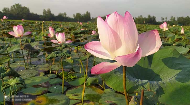 সোনাকান্ত বিলজুড়ে পদ্মের শোভা