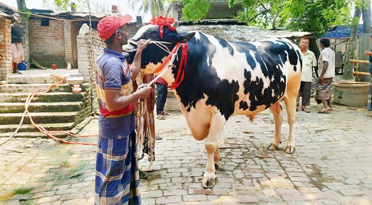 হাট কাপাতে প্রস্তুত ৪০ মণের ‘রাজাবাবু’