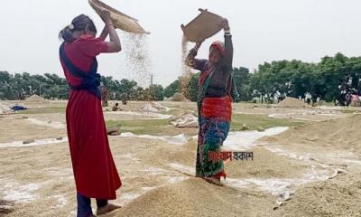 হাওরের ধান ঘরে তোলাই যেন ঈদ আনন্দ