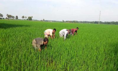 সেচ ব্যবহারে রোপা আমন আবাদ, সবুজে আচ্ছাদিত মাঠ