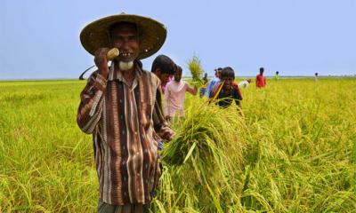 কৃষিতে নীরব বিপ্লব