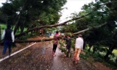 সড়কে গাছ পড়ে যান চলাচল ব্যাহত, বিদ্যুৎহীন অনেক এলাকা