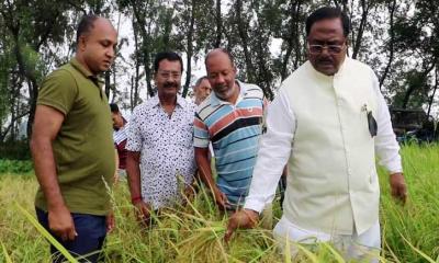 আউশ ধান উঠায় কমছে চালের দাম: খাদ্যমন্ত্রী