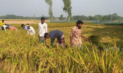 আমন ধান ঘরে তুলতে ব্যস্ত কৃষক