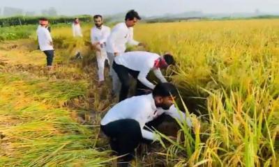 তপ্ত রোদে কৃষকের ধান কেটে দিল ছাত্রলীগ