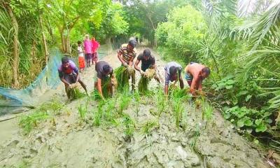 রাস্তা সংস্কার না করায় ধানের চারা রোপণ করলেন স্থানীয়রা