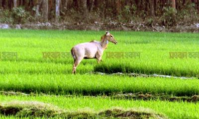 দিনাজপুরে দেখা মিলল বিলুপ্ত প্রায় নীলগাই