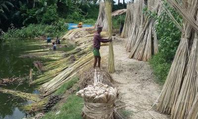 নাটোরে পাটের দামে হতাশ কৃষক