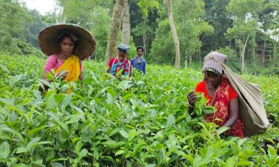 অচলাবস্থা কাটিয়ে কর্মচঞ্চল চা-বাগান