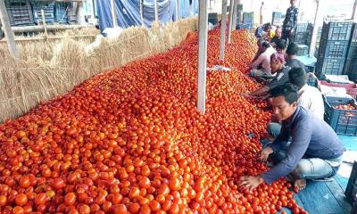 কোটি টাকার টমেটোর বাজারে হিমাগার স্থাপনের দাবি