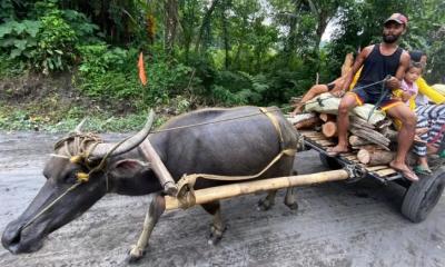 মহিষের গাড়িতে করে আশ্রয়কেন্দ্রে ১৩ হাজার নাগরিক