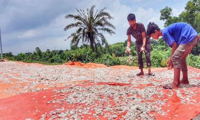 পরিত্যক্ত মাছের আঁশে ভাগ্য পরিবর্তন