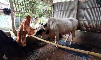 বিক্রি হয়নি ১ হাজার কেজির ‘কিং অব কুড়িগ্রাম’