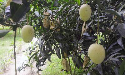 গৌরমতি আম চাষে সফল নওগাঁর শহিদুল