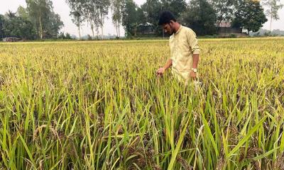 ইউটিউব দেখে ‘ব্ল্যাক রাইস’ চাষে নাহিদের সাফল্য