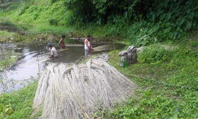 সাতক্ষীরায় পাটের সুদিন, লাভবান চাষীরা