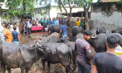 নিজের মহিষই নিলামে সাড়ে ১৩ লাখ টাকায় কিনলেন কৃষক সেন্টু