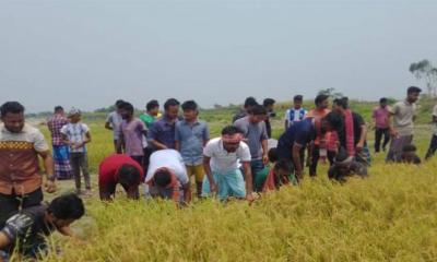 ঠাকুরগাঁওয়ে কৃষকের সোনালি স্বপ্ন ঘরে তুলে দিলো ছাত্রলীগ