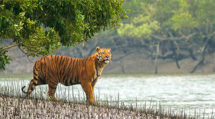 বাঘ বিলুপ্ত হলে উজাড় হবে সুন্দরবন