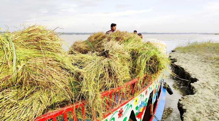 ঘাস বিক্রি করে সংসার চালায় ৬০০ পরিবার