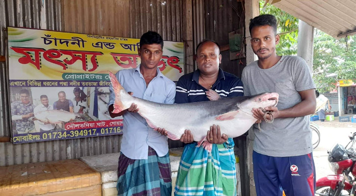 জালে ধরা পড়ল ৪৭ কেজি ওজনের ২ পাঙাশ