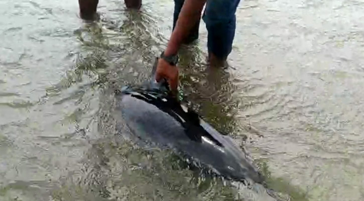 সৈকতে বারবার ফিরে আসে ডলফিনটি