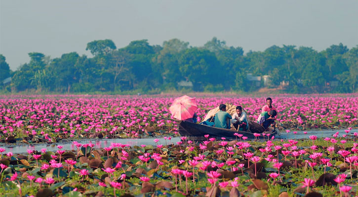 লাল শাপলার রাজ্য অপরূপ বিকি বিল