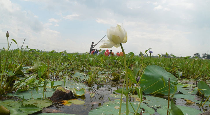 সৌন্দর্য হারাচ্ছে তিন রঙের পদ্মবিল