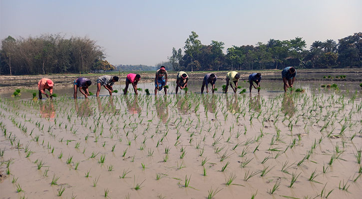 দিনাজপুরে চলছে বোরোর চারা রোপণ