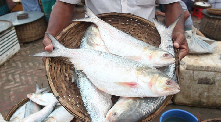 টাটকা ইলিশ যেভাবে চিনবেন