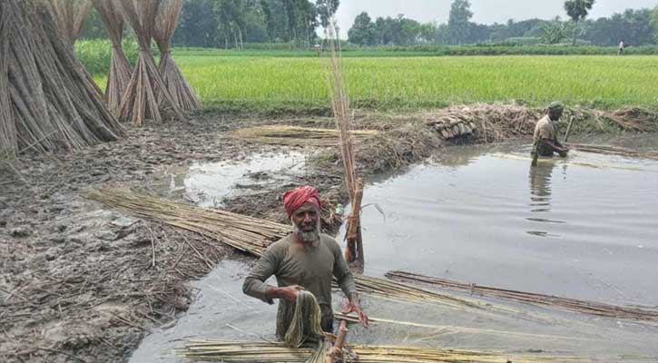 লোকসানে কুষ্টিয়ার পাট চাষিরা