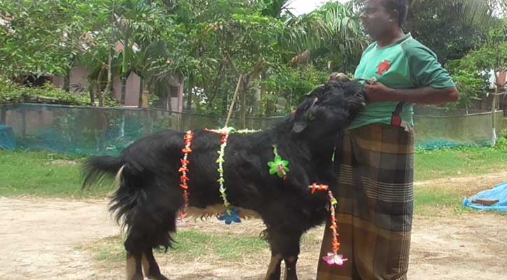 বেলালের শখের ছাগলের দাম ১ লাখ ১০ হাজার