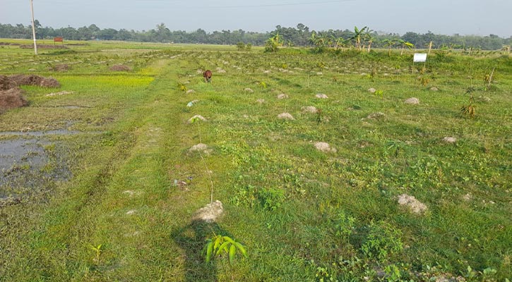 ফেনীতে ৭০০ পেঁপে গাছ কেটে ফেলেছে দুর্বৃত্তরা