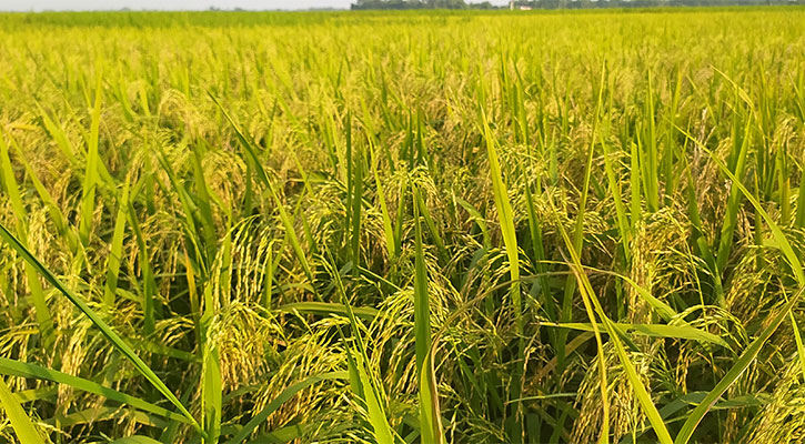 আমনের বাম্পার ফলনের আশা